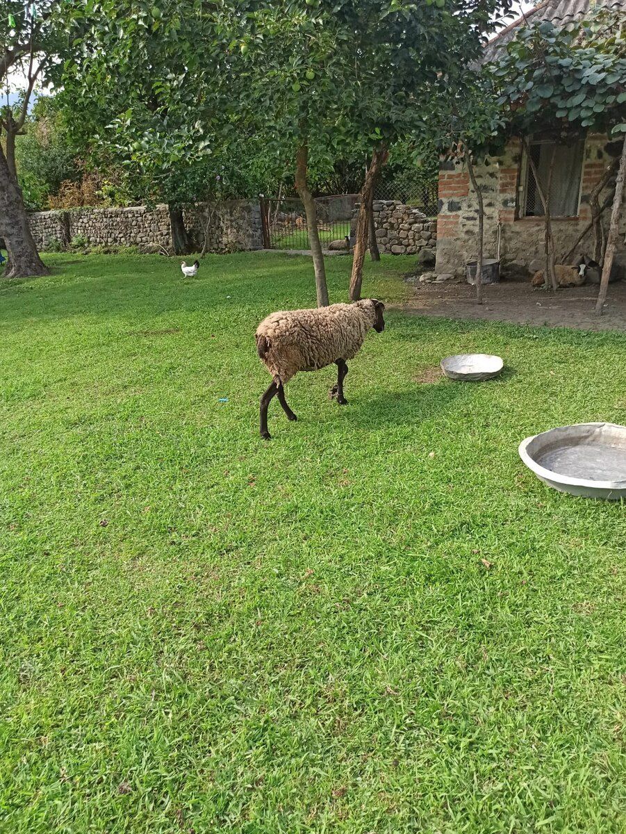 Qoyunlar — Heyvanlar, Zaqatala (3)