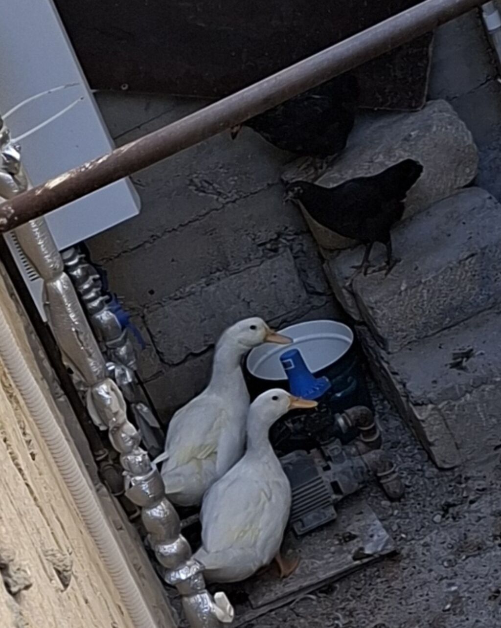 2,5 aylıq ağ ördəklər + iki çolpa. Ördəyin 1-i erkək, 1-i dişidir — Heyvanlar, Masazır (5)