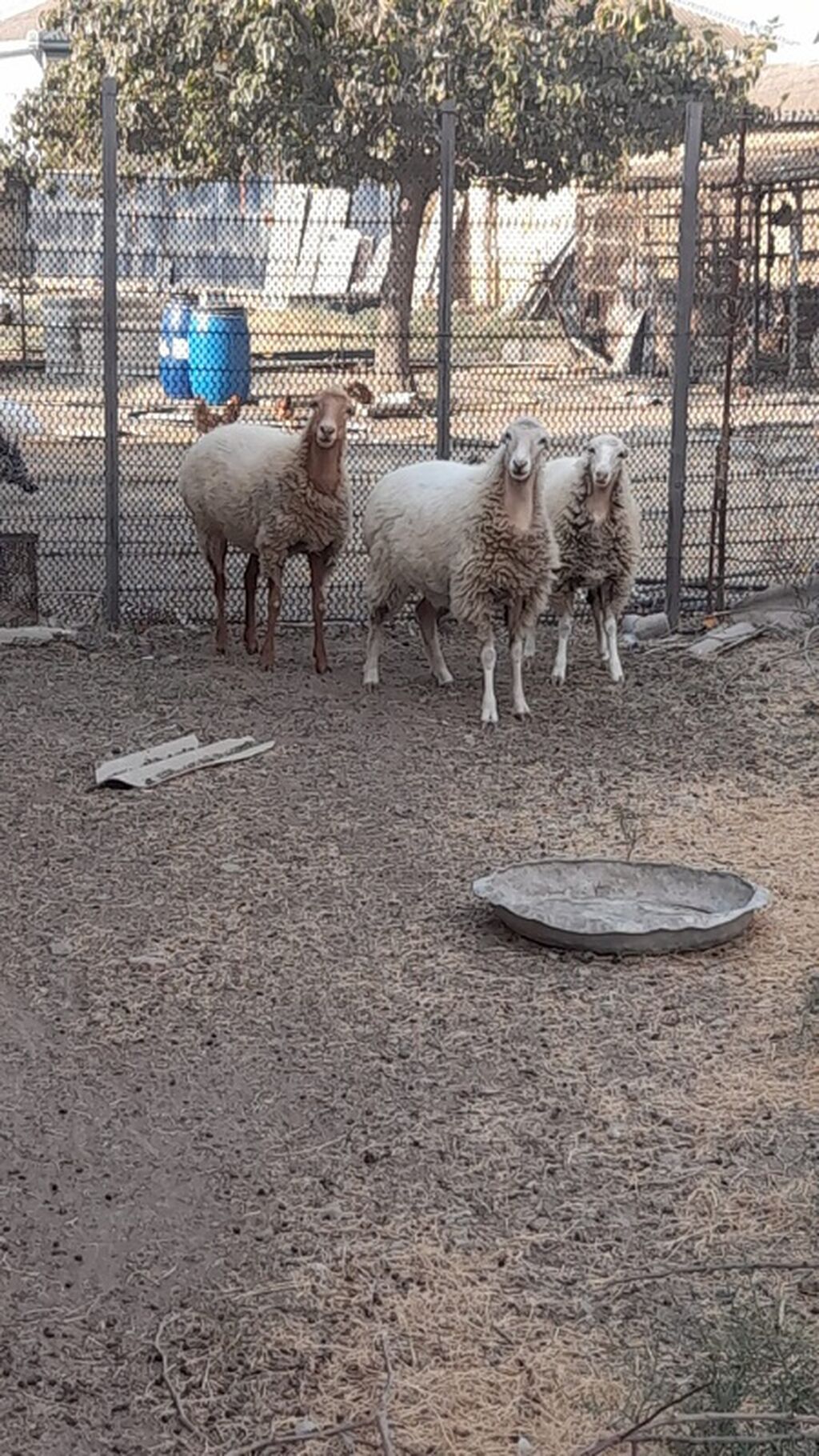 Dişi, il: 1, Damazlıq — Heyvanlar, Hacıqabul (3)