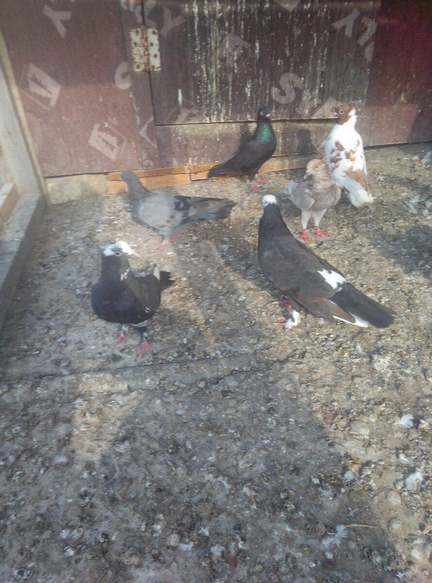 Göyərçinlər — Quşlar, Bakı (2)