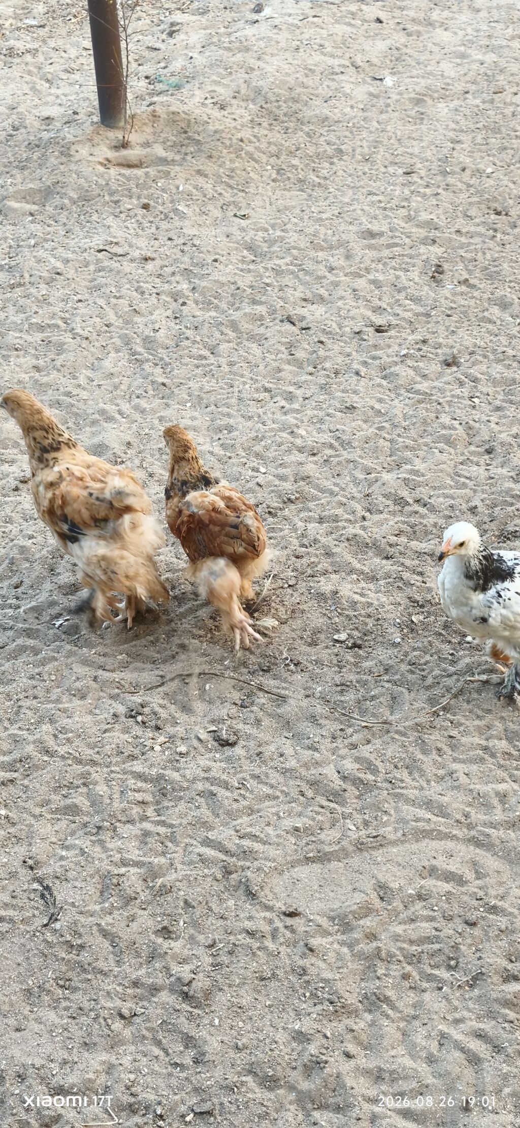 Toyuq cücələri, Damazlıq, Ünvandan götürmə — Heyvanlar, Bakı (5)