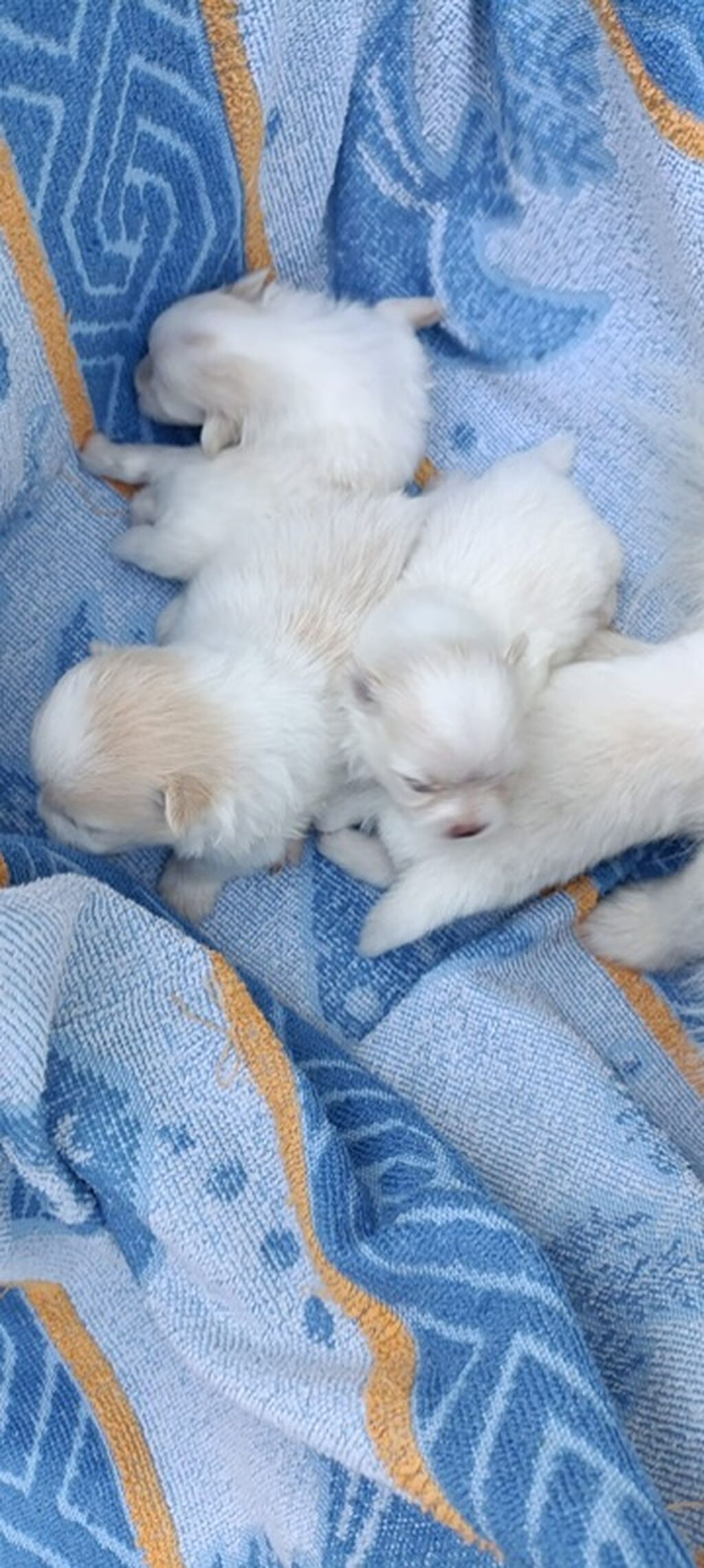Pomeran şpistler satılır.Tam sağlam və aktivdirler.Anası və balaları — Heyvanlar, Mehdiabad (4)