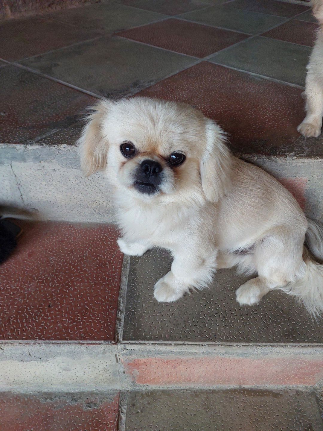 Pekines — Heyvanlar, Sumqayıt (2)