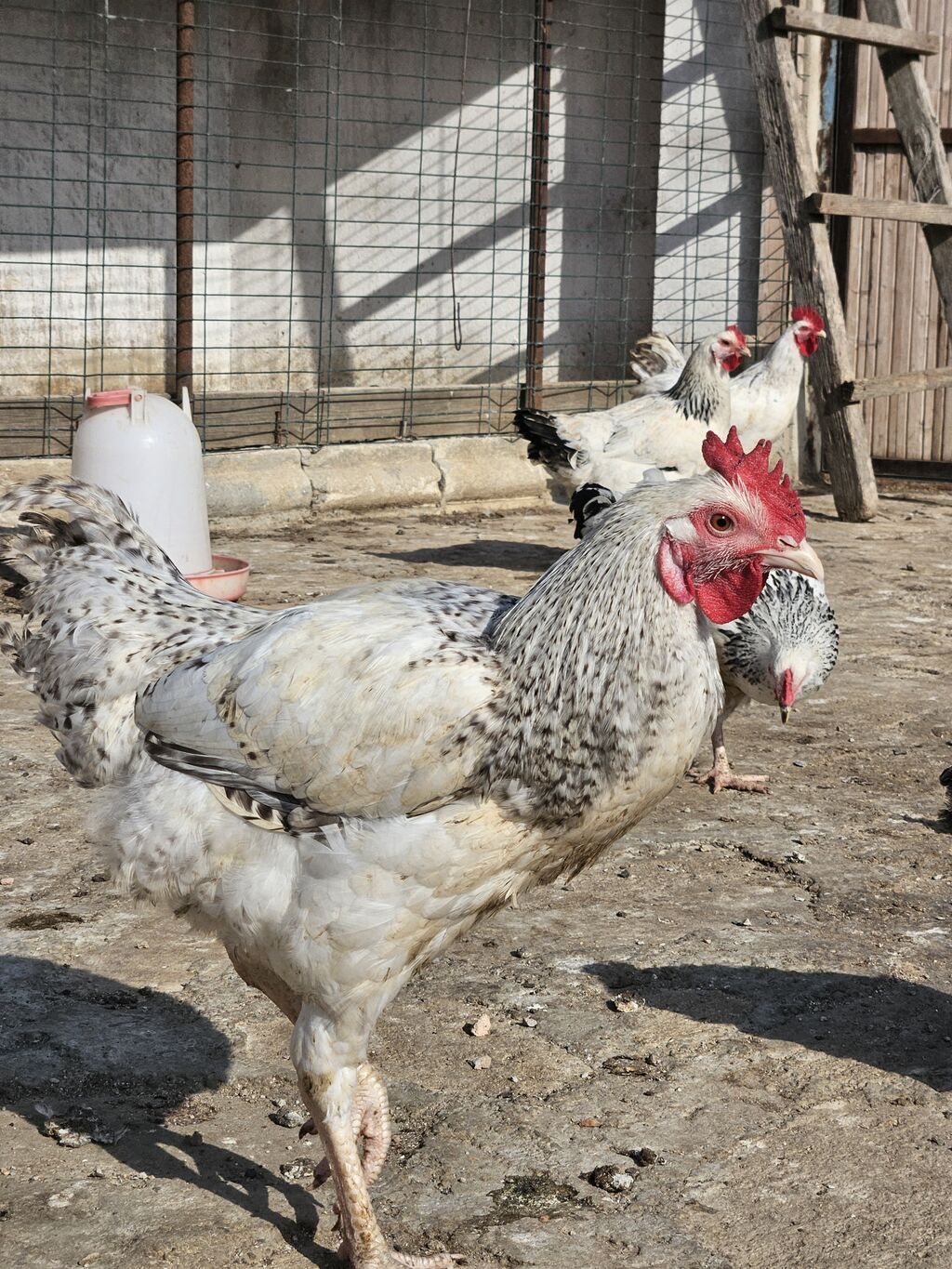 Slibris xoruzlar 30 a yaxın xoruzdu — Heyvanlar, Digah (2)