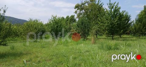 10 sot, Tikinti, Mülkiyyətçi, Kupça (Çıxarış)
