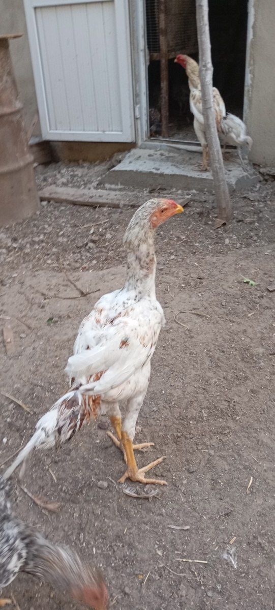 Heyratı beçəsi — Quşlar, Bakı (2)