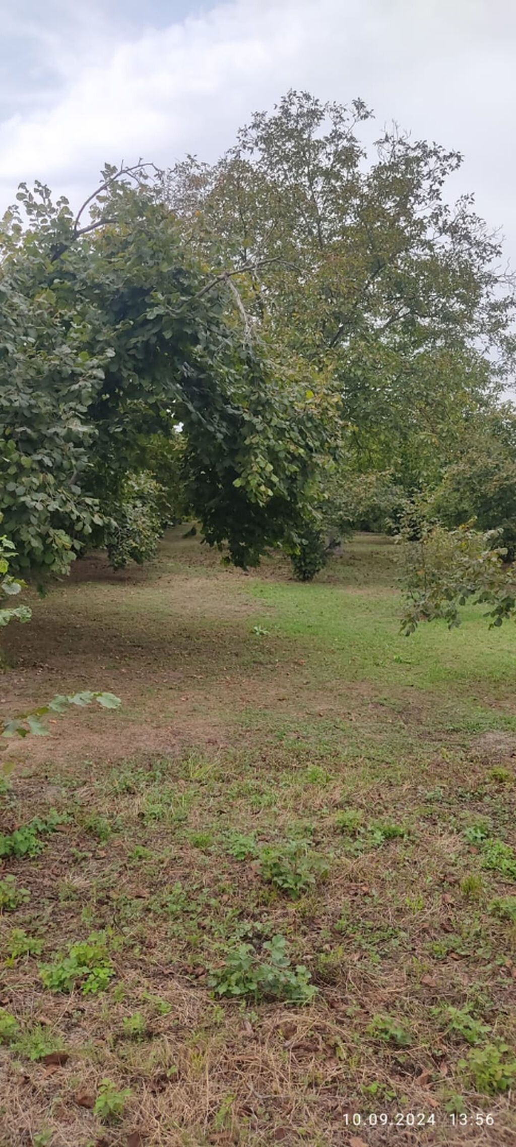 80 sot, Kupça (Çıxarış) — Torpaq, Oğuz (4)