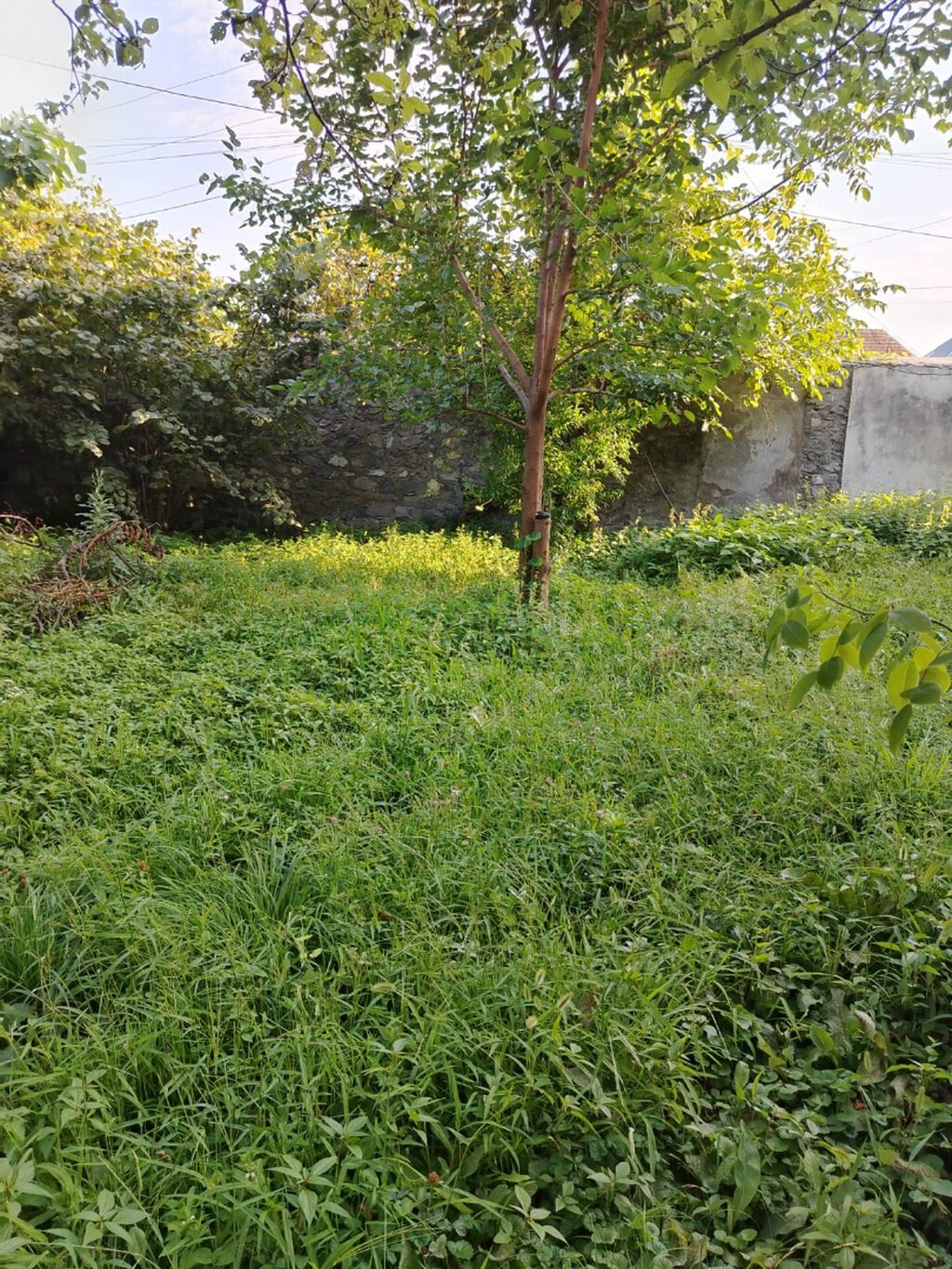 3 sot, Tikinti, Mülkiyyətçi — Torpaq, Şəki (3)