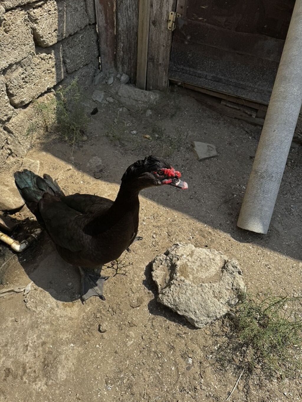 Lal ördek, Amerikan sortu Erkek təmiz qan satılır — Heyvanlar, Digah (3)