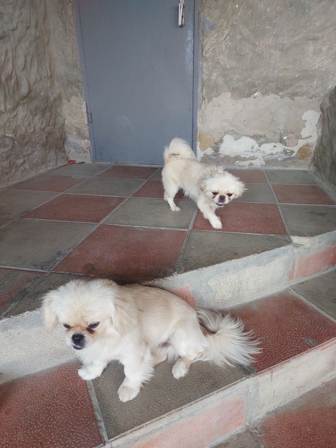 Pekines — Heyvanlar, Sumqayıt (3)