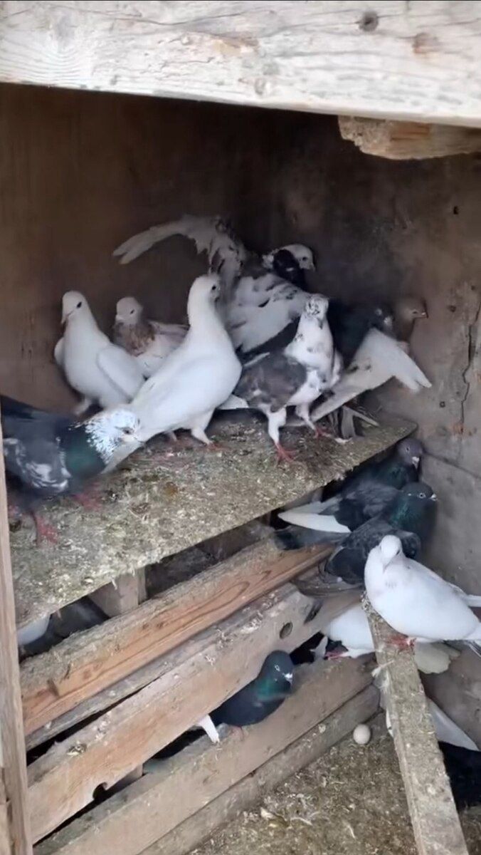 Göyərçinlər — Quşlar, Bakı (3)