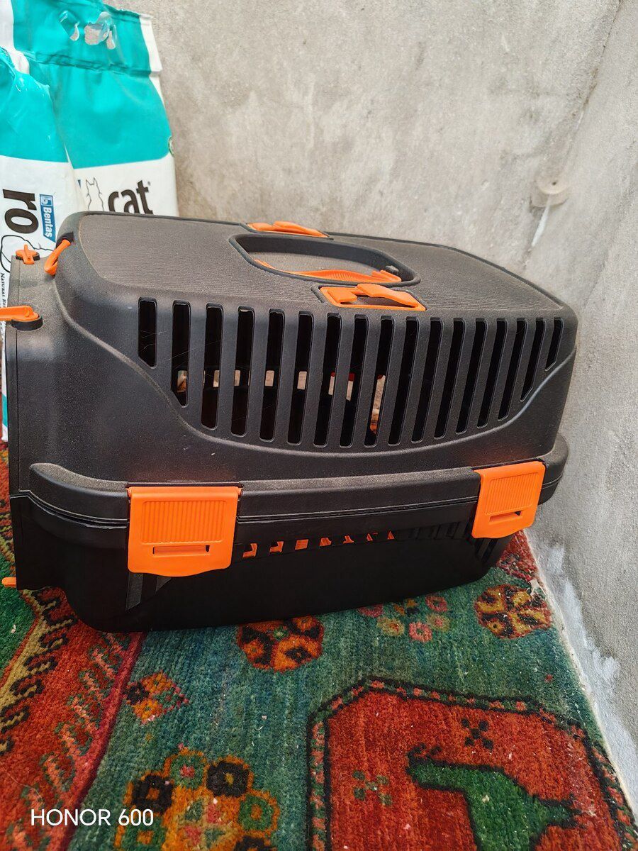 Şotland pişiyi — Pişiklər, Bakı (7)