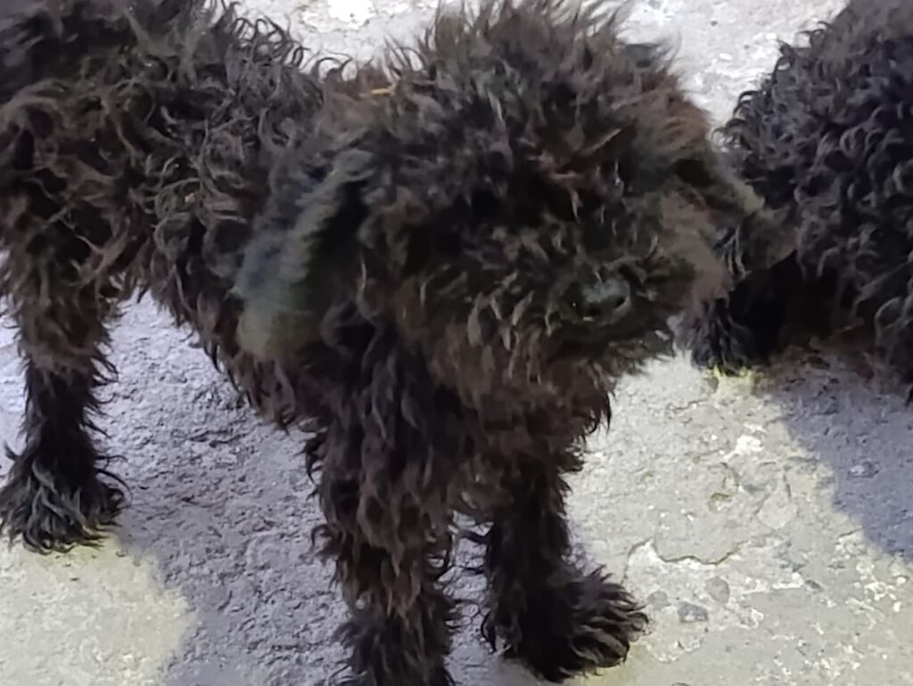 1 kilo zad olur, Satilir pudeller 2 si 150,isdiyrem deye vaxt yoxdu — Heyvanlar, Digah (2)