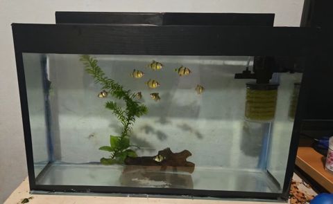 Akvarium lazımdı deyə balıqları satıram. Ölçüləri 2 sm dan — Bakı
