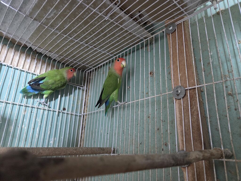 Məhsul: Agapornis (Sevgi tutuquşuları) – cüt Təsvir: - Növ: Agapornis — Quşlar, Lənkəran