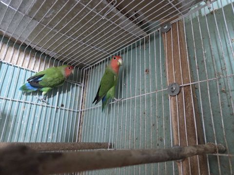 Məhsul: Agapornis (Sevgi tutuquşuları) – cüt Təsvir: - Növ: Agapornis — Lənkəran