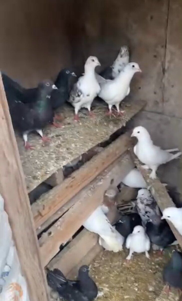 Göyərçinlər — Quşlar, Bakı (2)