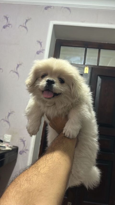 Pekines — Bakı
