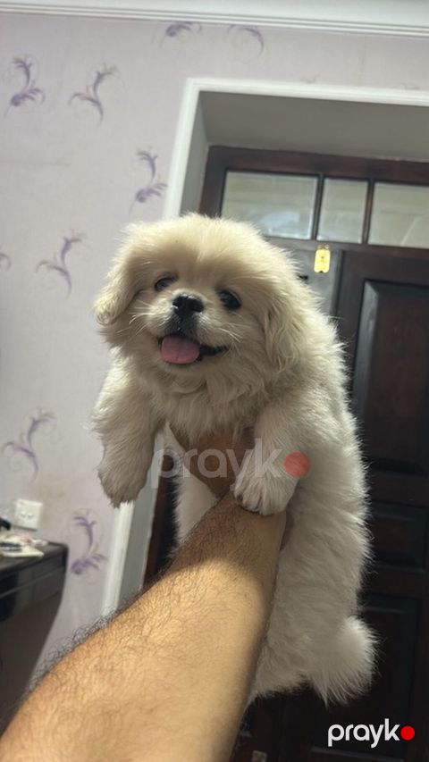 Pekines — Sahıbı