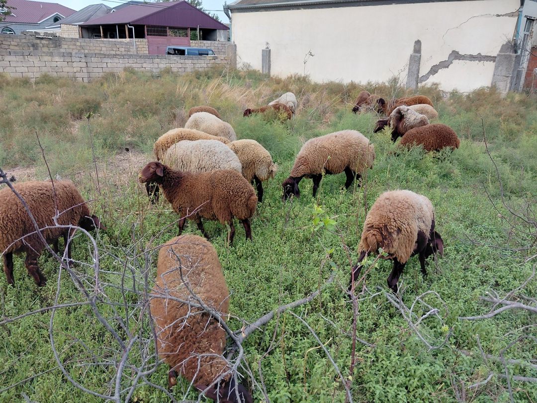 Qoyunlar — Heyvanlar, Bakı (10)