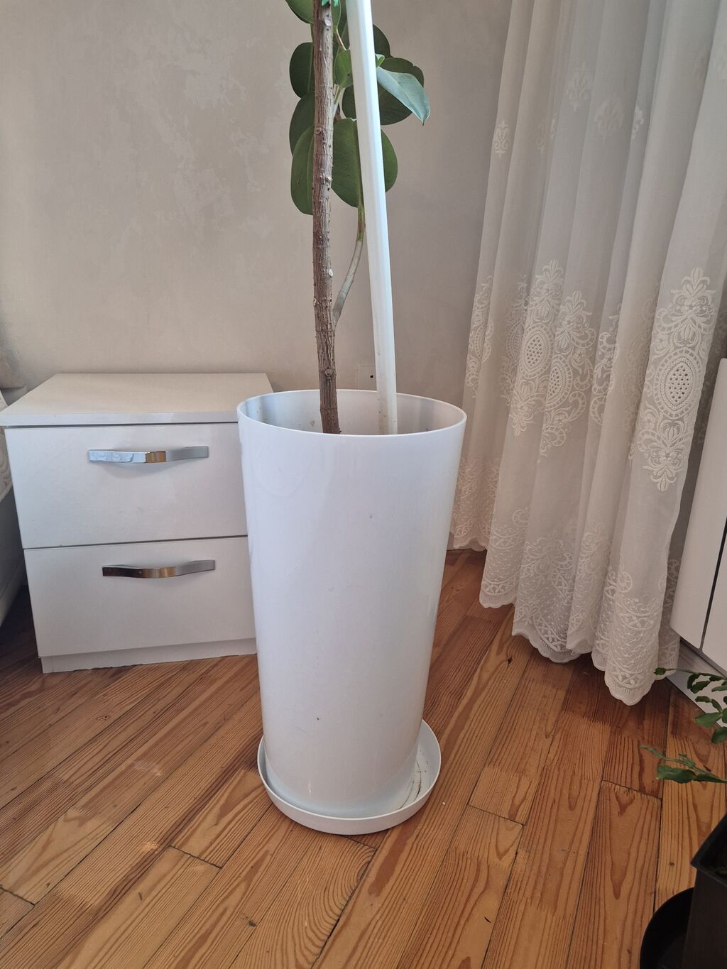 Böyük dekorativ otaq bitkisi – Ficus elastica (rezin ağacı) - Növ — Mallar, Bakı (3)