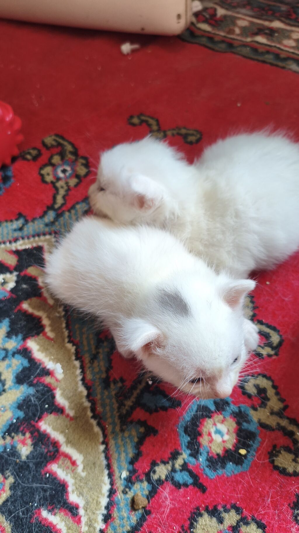 Yaxşı əllərə — Pişiklər, Bakı (5)