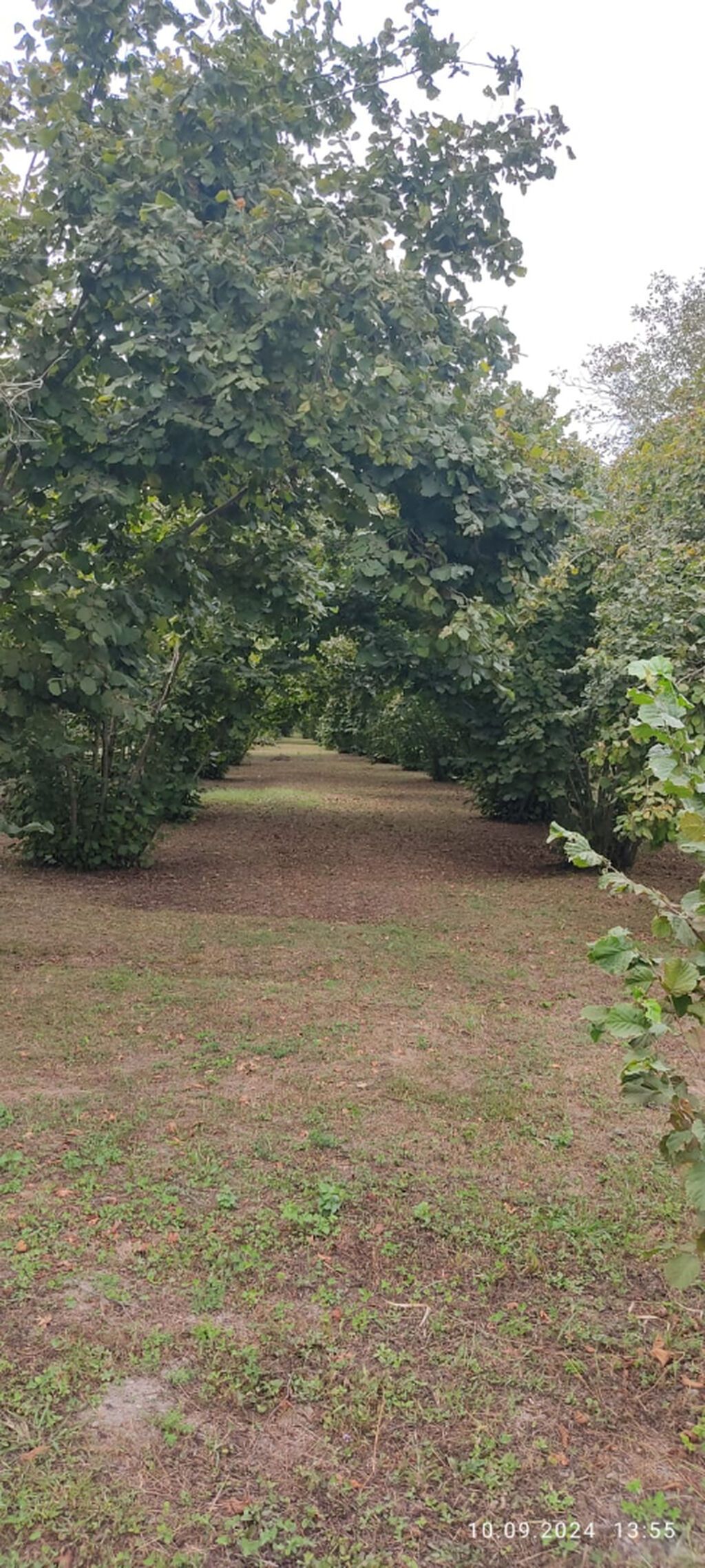 80 sot, Kupça (Çıxarış) — Torpaq, Oğuz
