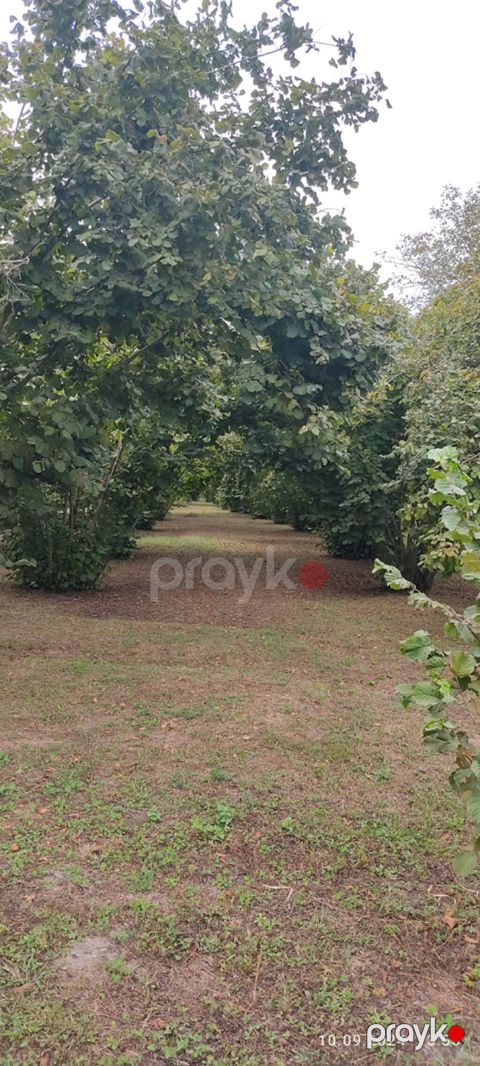 80 sot, Kupça (Çıxarış)