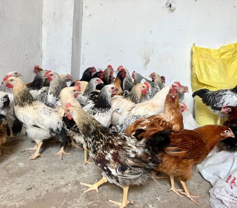 Kənd çolpaları, toyuq və xoruz — Bakı
