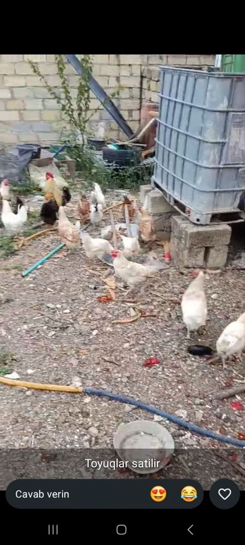 Toyuq, Yumurtalıq, Ödənişli çatdırılma — Şabran