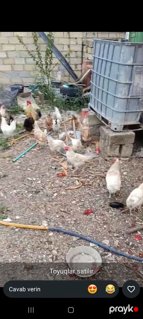 Toyuq, Yumurtalıq, Ödənişli çatdırılma