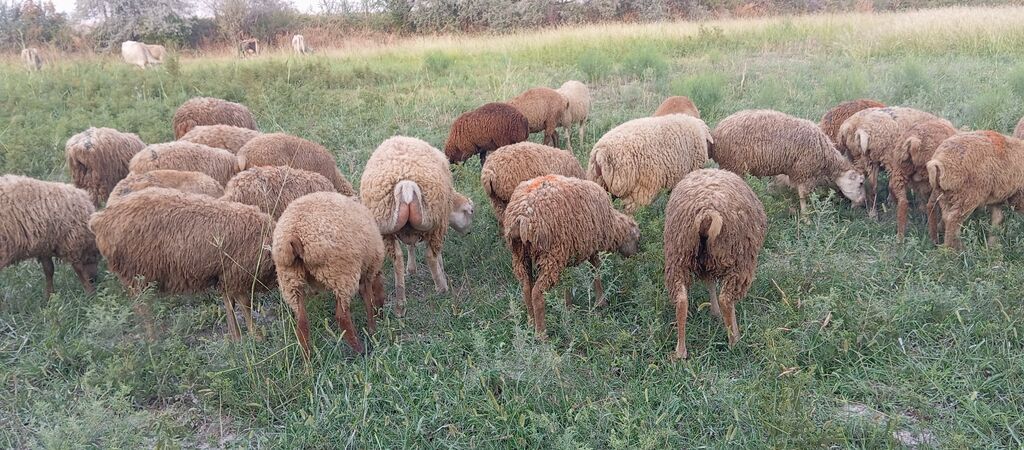 Kom 40 baş erkək dişi qatişiq quzu satilir. içində iri toğlularda var — Heyvanlar, Ağsu (5)