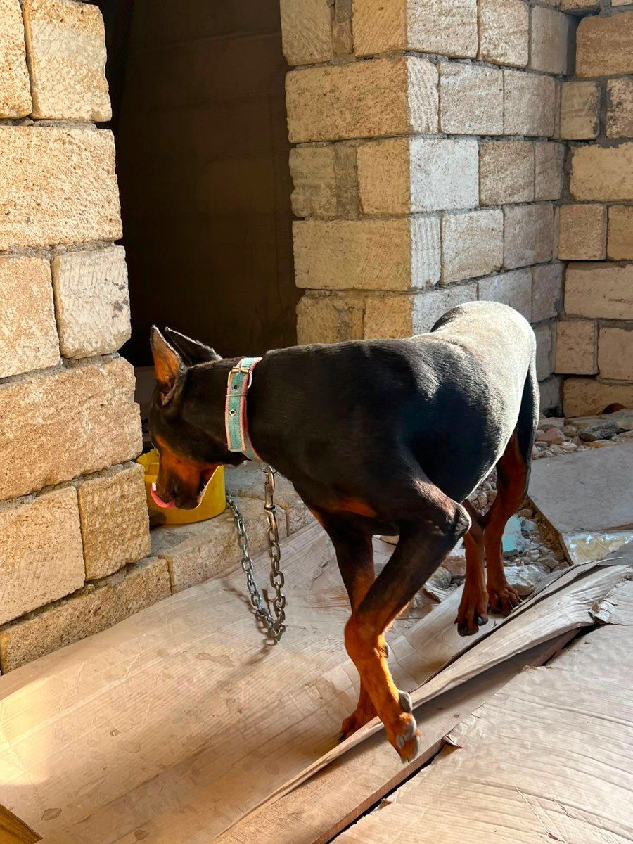 Doberman — Heyvanlar, Bakı (2)
