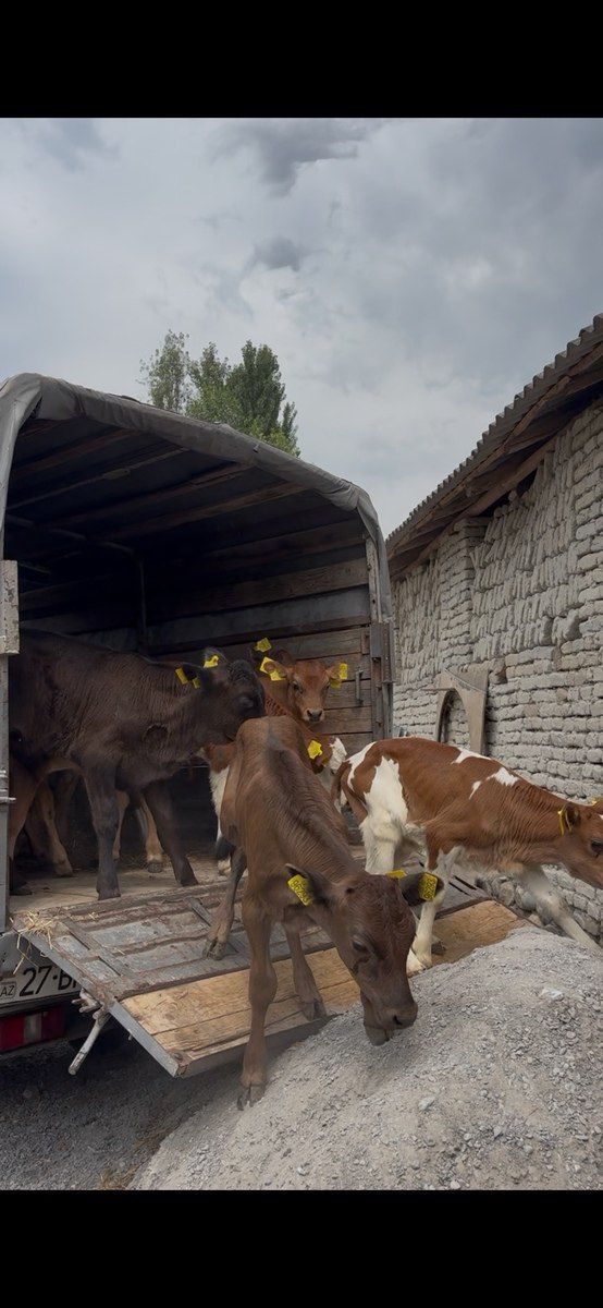 Buzovlar — Heyvanlar, Şəki (8)