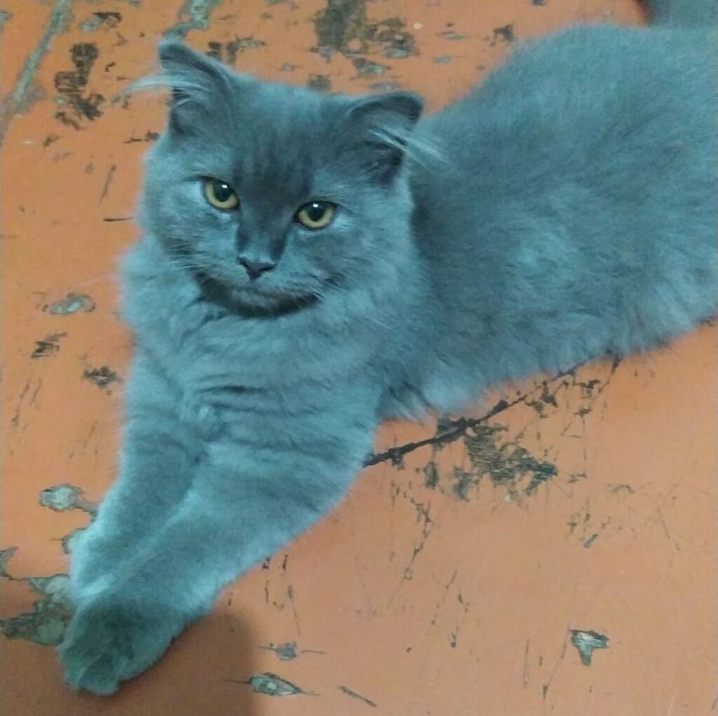 Şotland uzun tüklü — Pişiklər, Masazır (6)