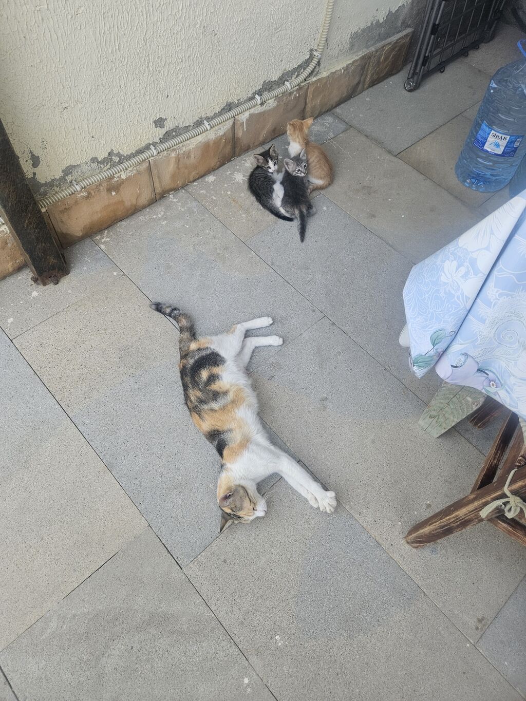 Dişi, Yaxşı əllərə — Pişiklər, Bakı (2)