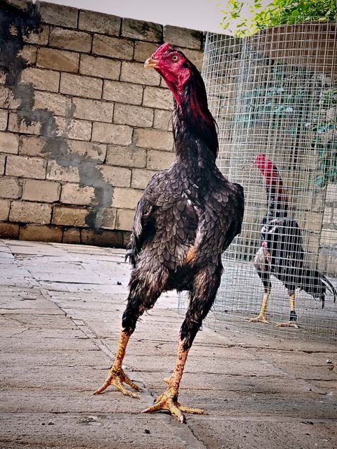 Toyuq, Damazlıq — Göytəpə