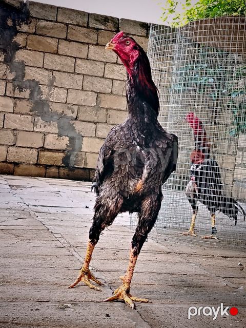 Toyuq, Damazlıq