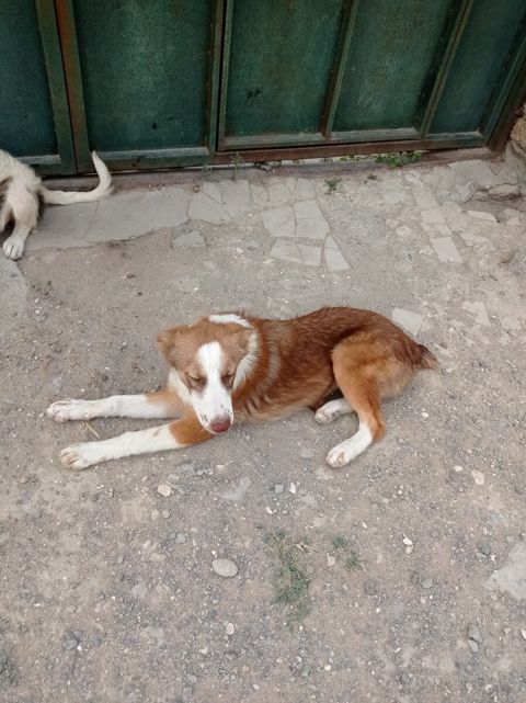 Həyət iti — Bakı