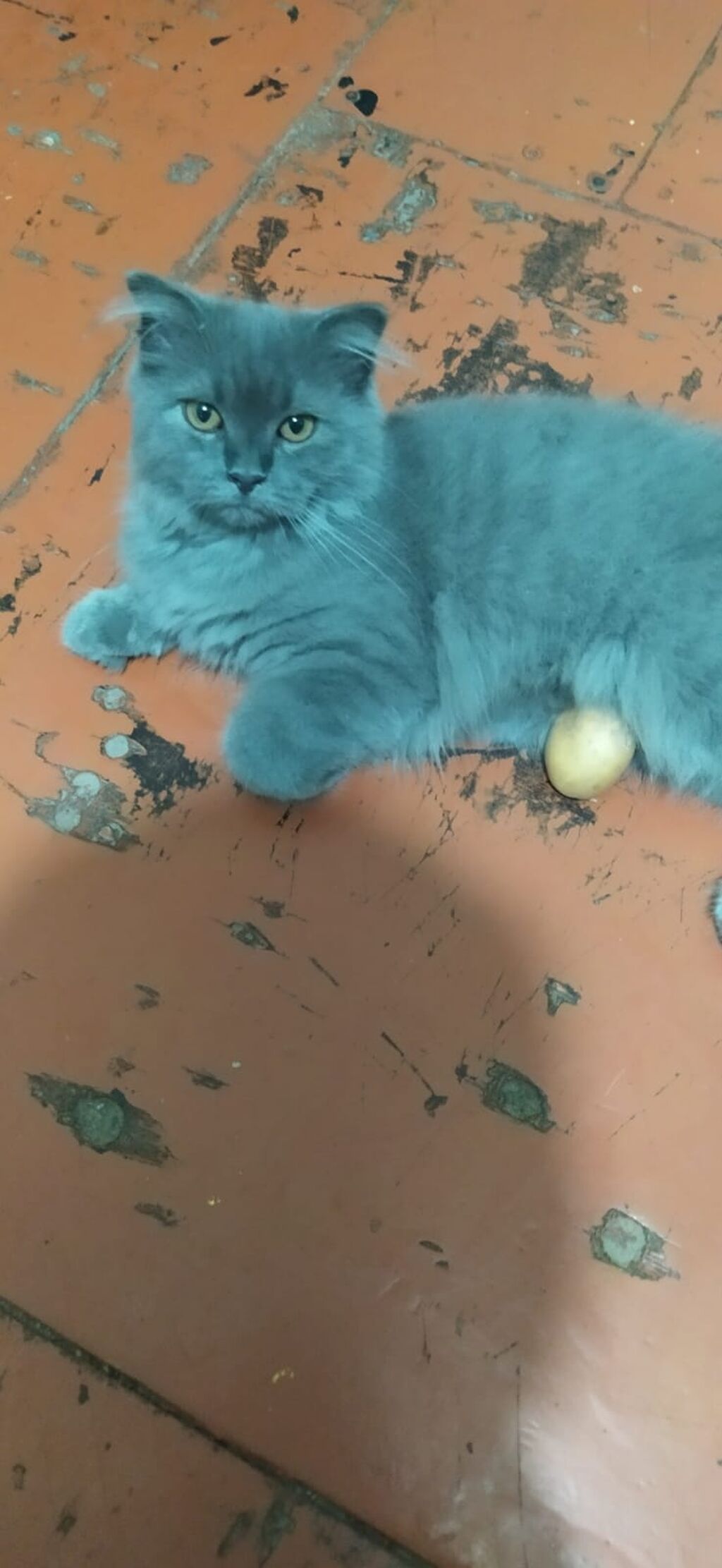 Şotland uzun tüklü — Pişiklər, Masazır (3)
