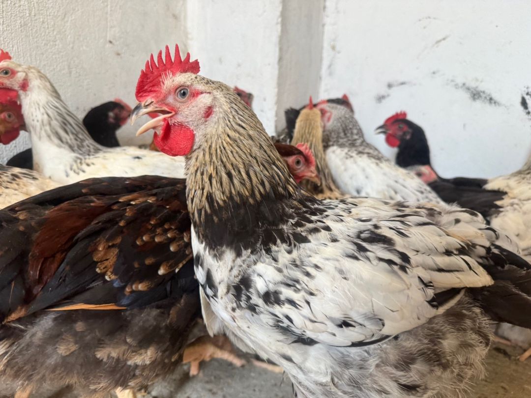 Kənd çolpaları, toyuq və xoruz — Quşlar, Bakı (12)