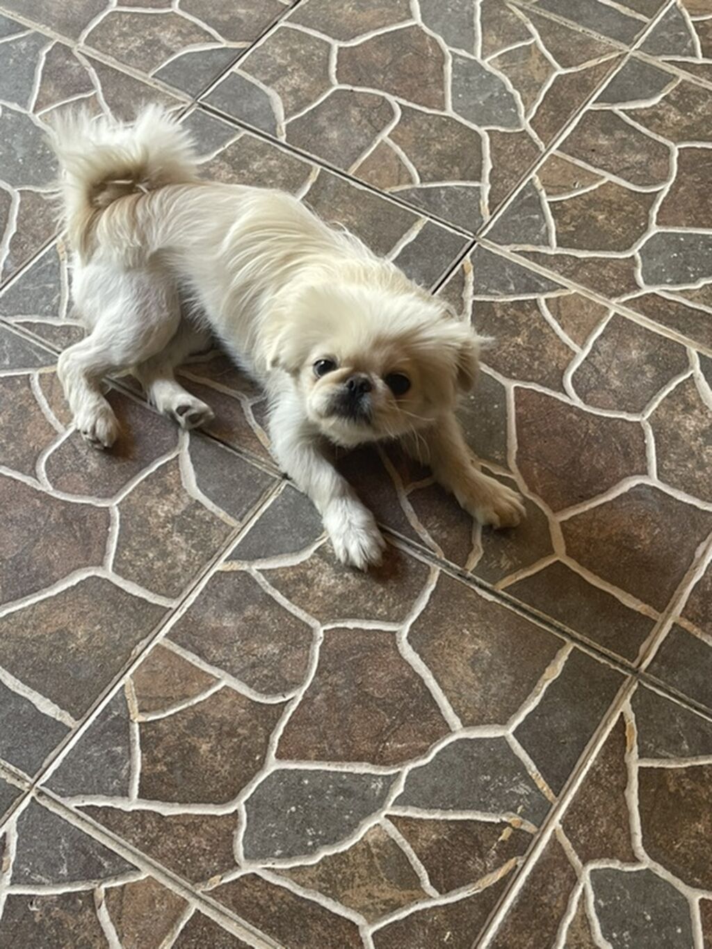 Pekines, 1 il, Dişi, Cütləşmə üçün, Ünvandan götürmə — Heyvanlar, Pirəkəşkül (2)