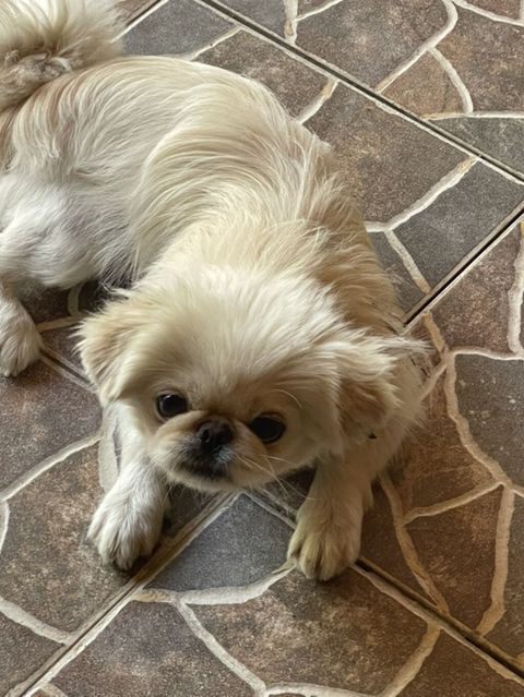 Pekines, 1 il, Dişi, Cütləşmə üçün, Ünvandan götürmə — Pirəkəşkül