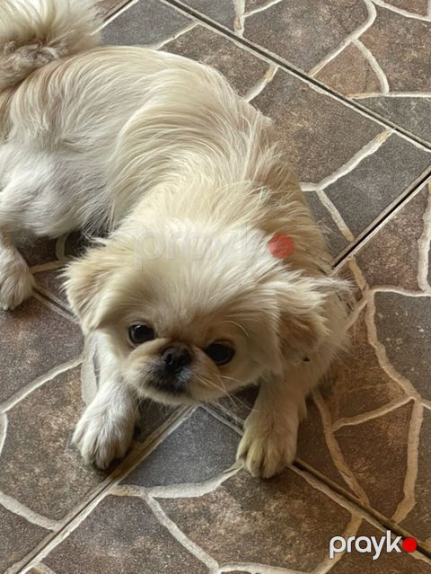 Pekines, 1 il, Dişi, Cütləşmə üçün, Ünvandan götürmə