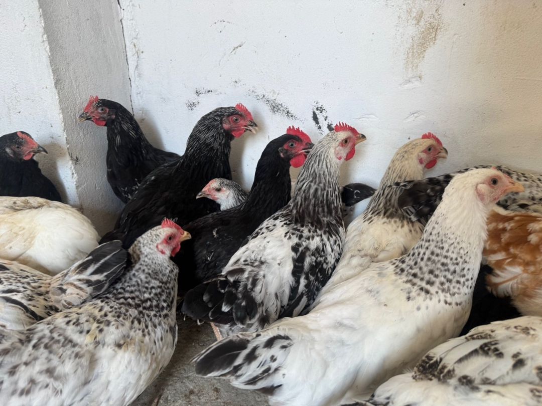 Kənd çolpaları, toyuq və xoruz — Quşlar, Bakı (11)