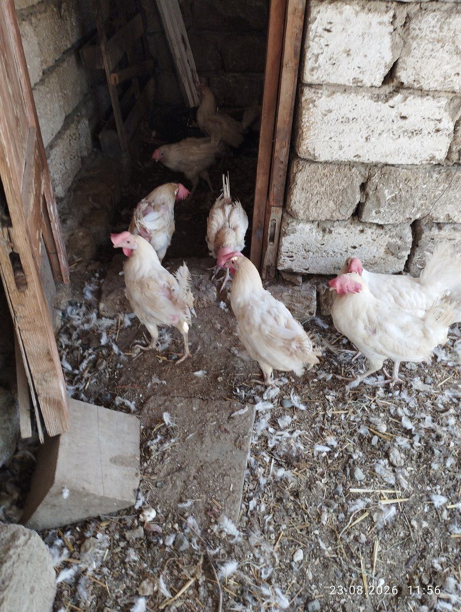 Toyuqlar — Quşlar, Bakı (3)