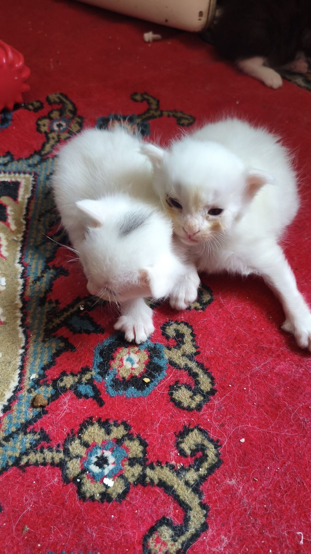 Yaxşı əllərə — Pişiklər, Bakı