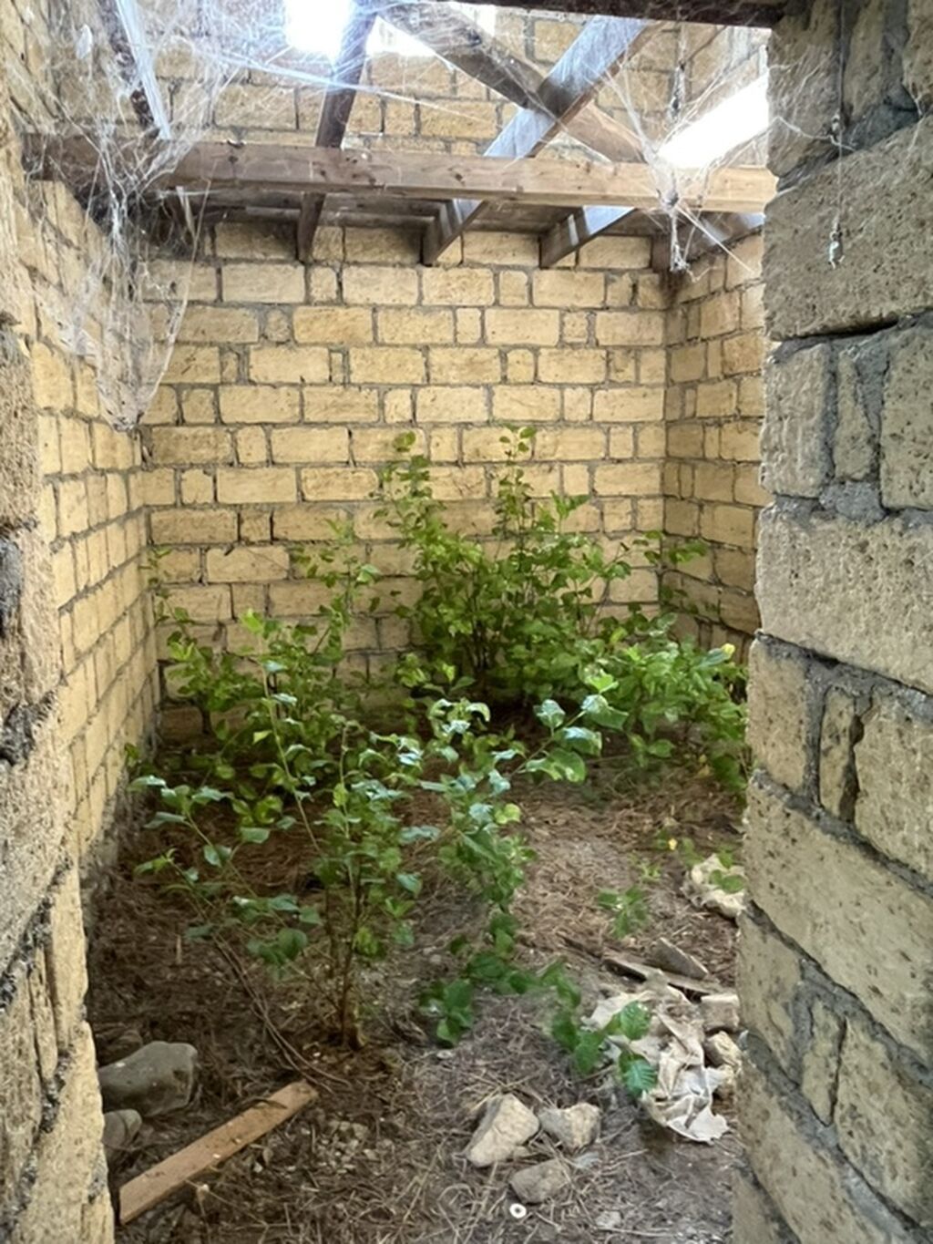 6 sot, Tikinti, Kupça (Çıxarış) — Torpaq, Qəbələ (7)