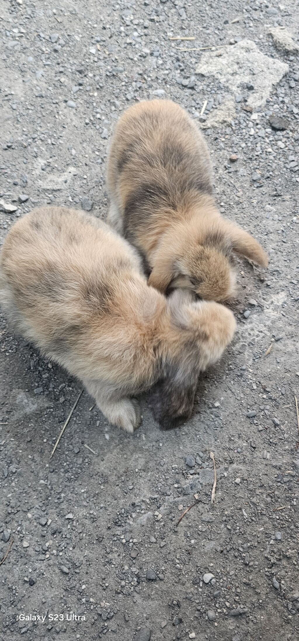 Mini lop dovşanları satılır bir cütü 75 m 1 dişi 1 erkekdi 2 sin alana — Dovşanlar, Mehdiabad (2)