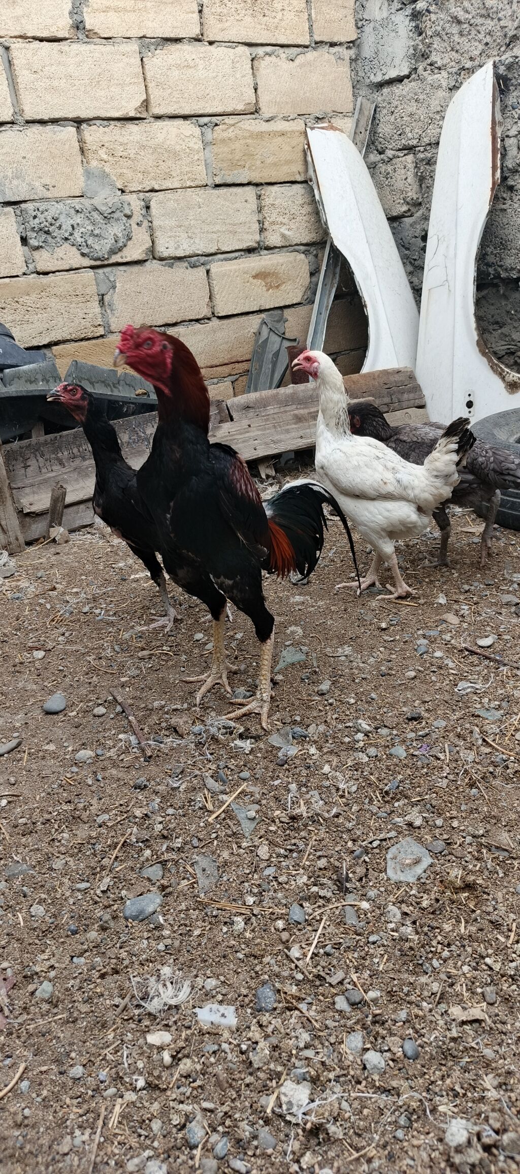 Heyrati ailəsi satılır. tam sağlam heyvanlardı xoruz 70 manat fereler — Heyvanlar, Mingəçevir (2)